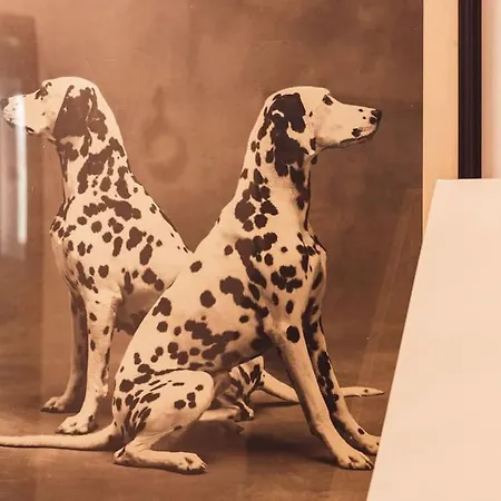 Art Myslym Shyri * Tirana